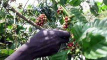Kaffee aus dem Süd-Sudan - Fluch oder Segen? | Global 3000