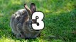10 Facts About Bunnies/ Rabbits