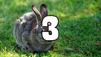 10 Facts About Bunnies/ Rabbits