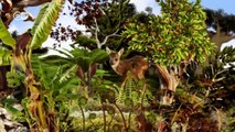 Kaffeeanbau und Waldschutz in Peru | Global Ideas