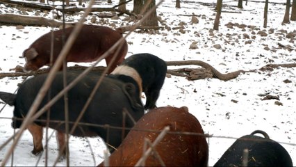 US: Small farmers regret voting for Trump