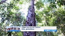 Brasilien: Nationalpark Pau Brasil | Global 3000