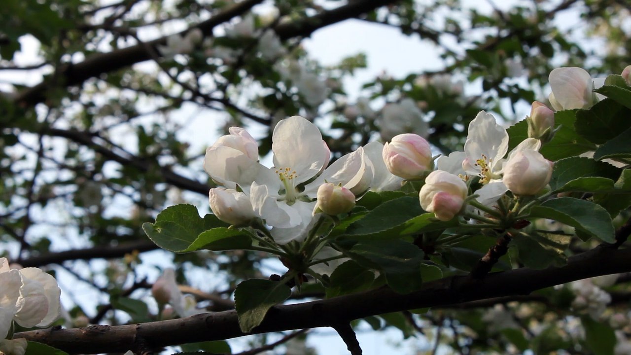 apple flowers - springtime - free stock footage