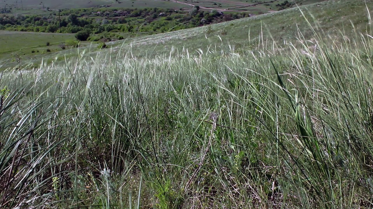 Stock Footage - Grass - Wind - Summer - Free Footage