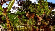 Ein bisschen Wald im Pazifik | Global Ideas