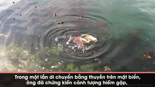 Cuộc chiến sống còn giữa bạch tuộc và sư tử biển hút hàng triệu lượt xem, phút cuối khiến ai cũng ngỡ ngàng