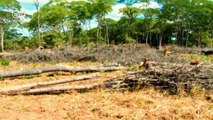 Sambia: Die Vermessung der Wälder | Global 3000