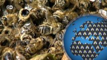 Stirbt die Biene, stirbt der Mensch? | Global Ideas
