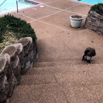 Une oie chasse un homme