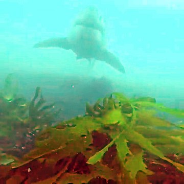 Adrénaline - Plongée : Un plongeur filme son tête-à tête avec un requin blanc