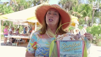 The Secret Science of Sea Shells