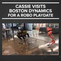 Agility Robotics vs Boston Dynamics: Which Walking Robot is Better?