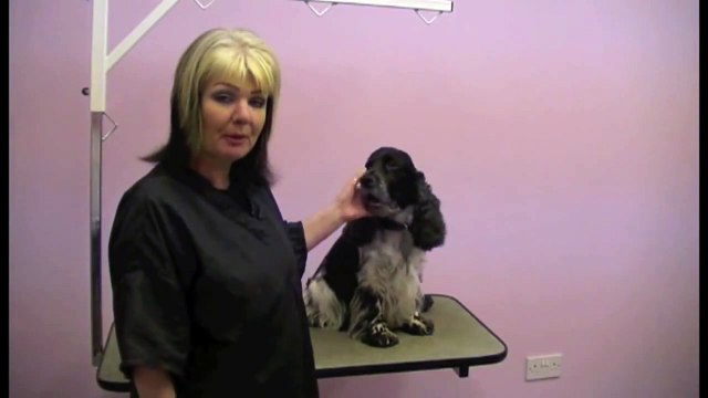 How to Groom The Cocker Spaniel - Introduction