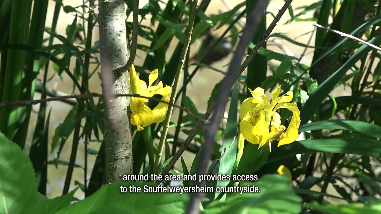 The benefits of restoring rivers