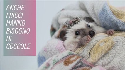 Benvenuti all'Albergo dei ricci!