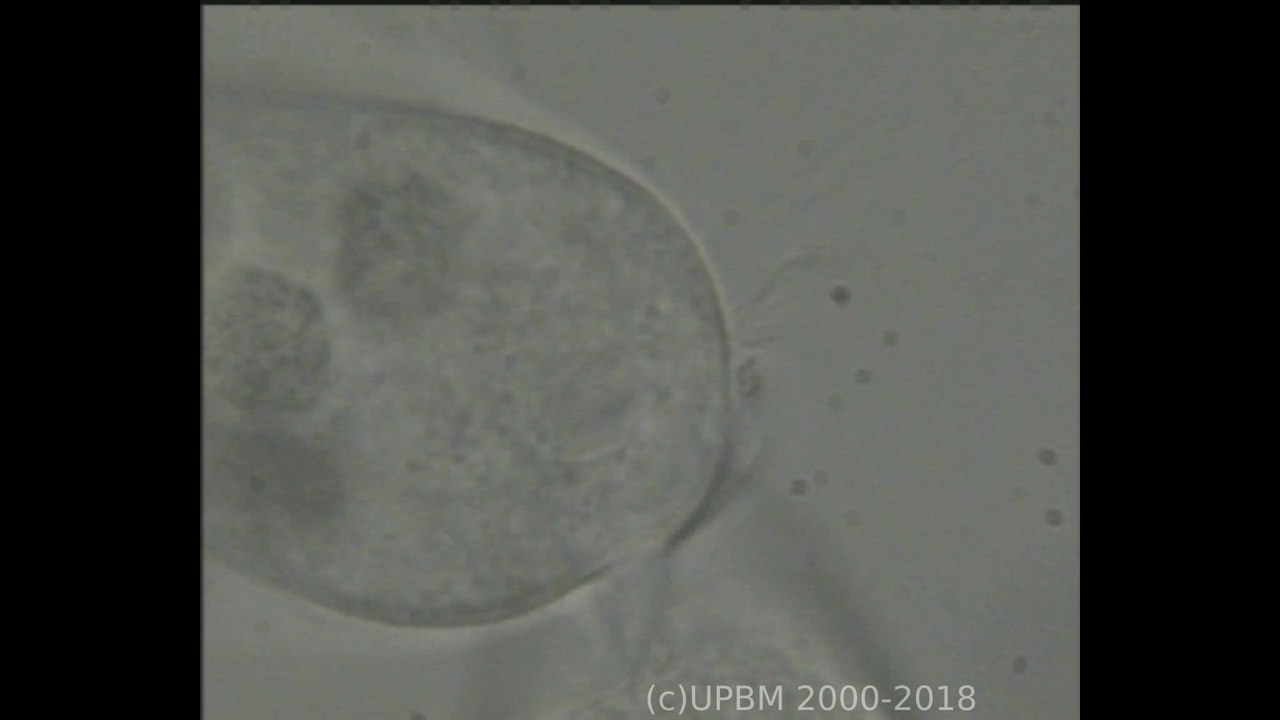 Monodinium