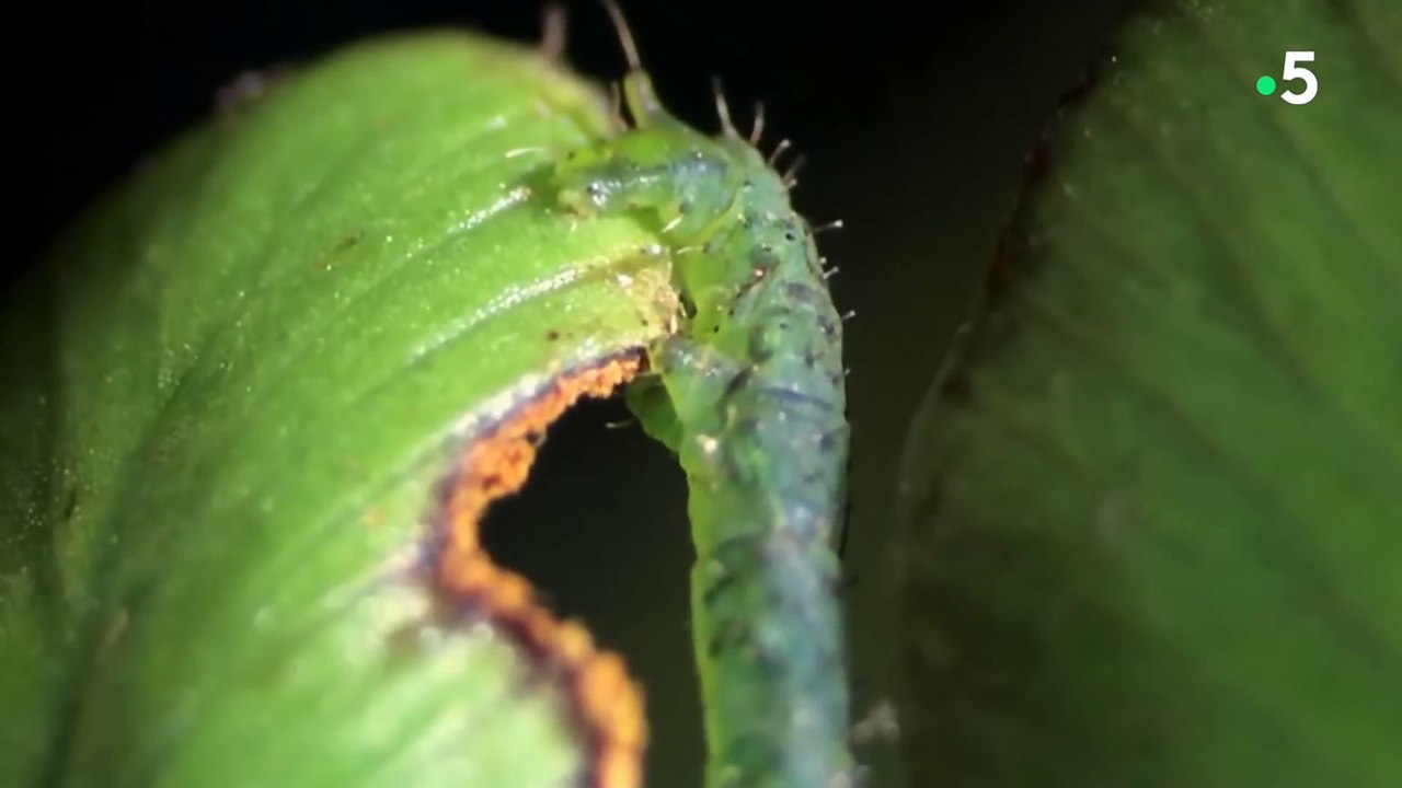 Chenille tueuse  le film d'horreur