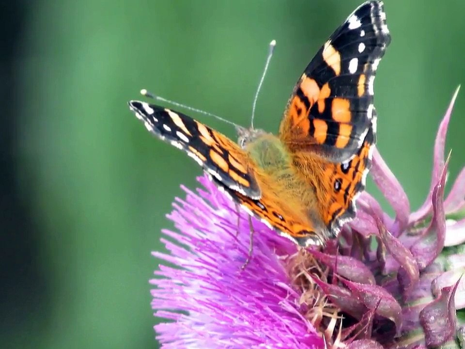Belleza de Chile: Mariposas en la Primavera