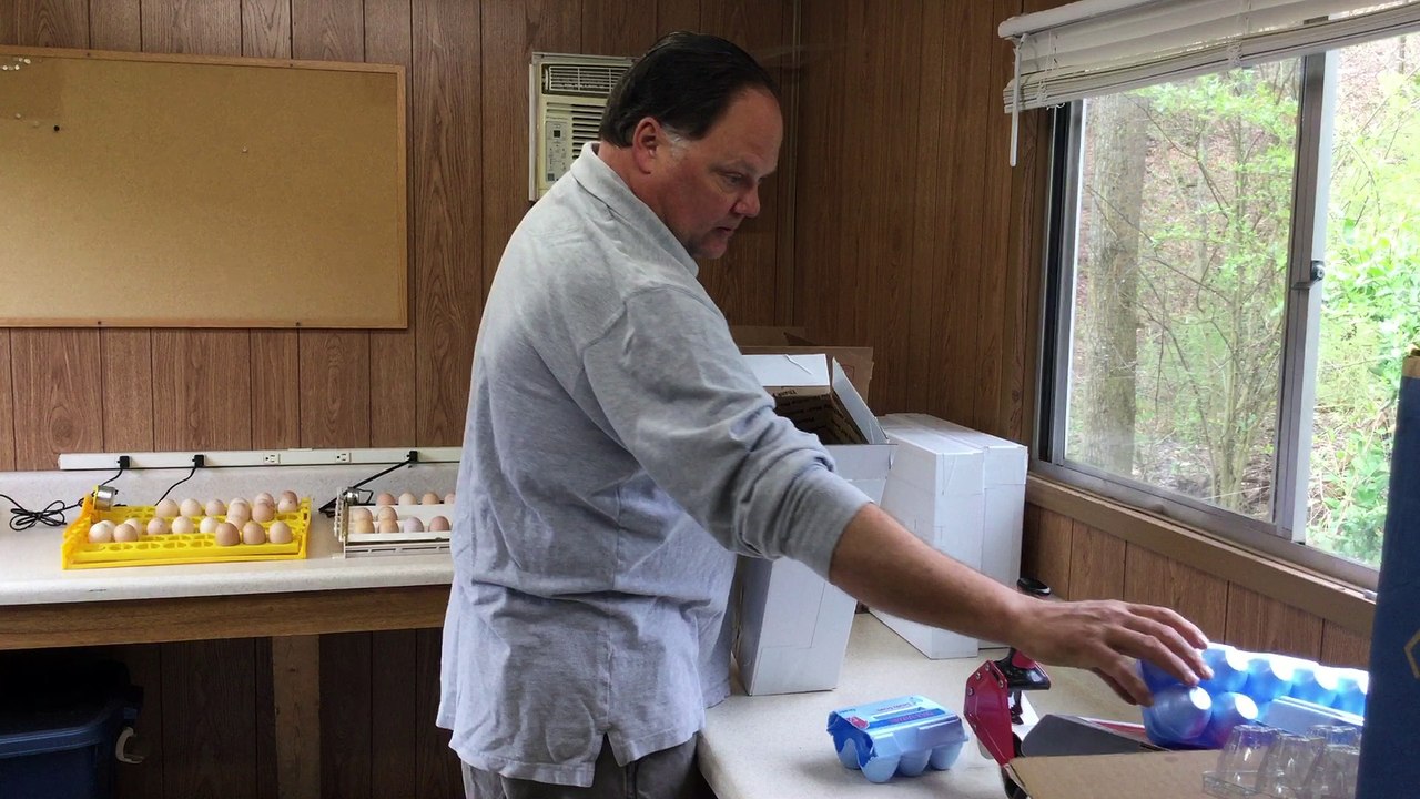 How I pack fertile hatching eggs for shipping