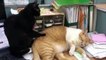 Cats Doing Stupid Things  Funny Cats [Funny Pets]