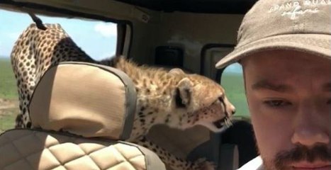 Un touriste coincé avec un guépard dans sa voiture