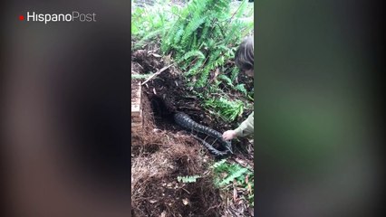 Limpiaba su jardín cuando se consiguió a una enorme pitón