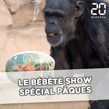 Le bébêtes show spécial Pâques: les animaux de la semaine