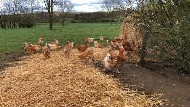 Stéphane Travert à la rencontre des poulets de Loué