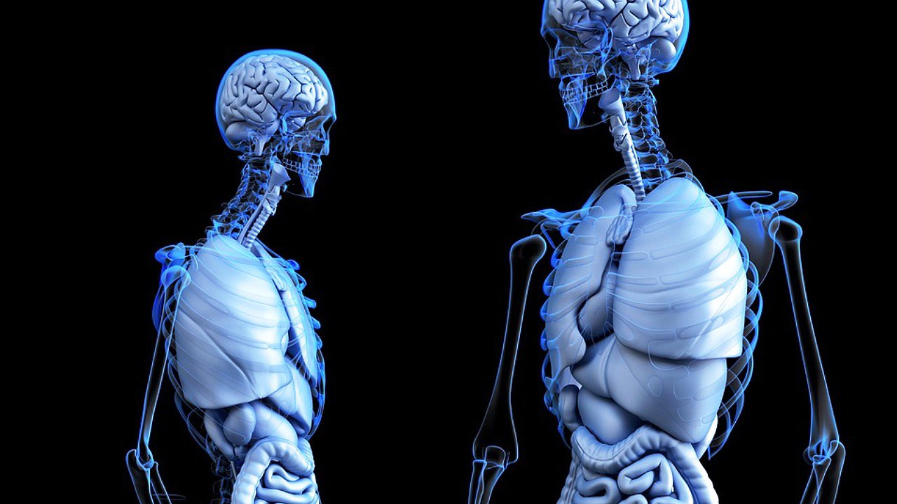 Descubren NUEVO ÓRGANO en el cuerpo humano rela...