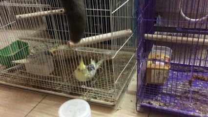 Cat Learns Lesson from Bird