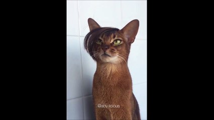 Quand ton chat se prend pour un joueur de foot français : coupe de cheveux improbable