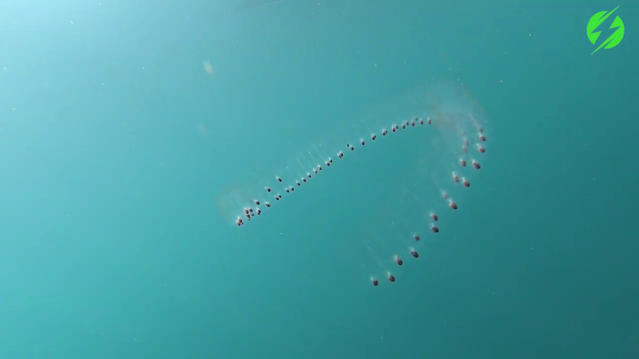 Cet animal marin mystérieux est magnifique : salpes de mer