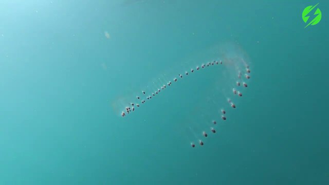 Cet animal marin mystérieux est magnifique : salpes de mer