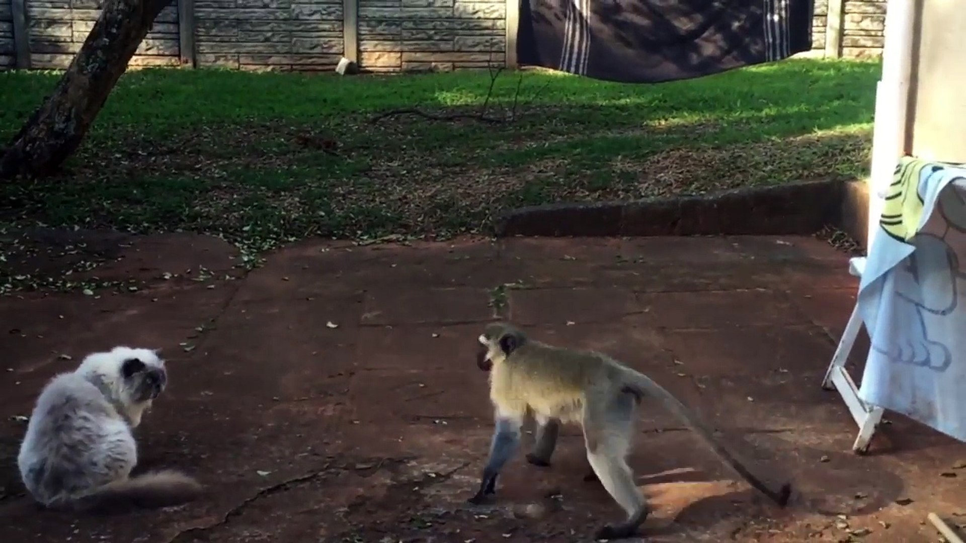 Chat Vs Singe Faut Pas Embeter Le Minou Video Dailymotion