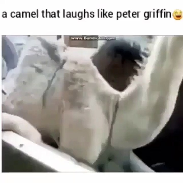 lol...camel laughs like Peter Griffin