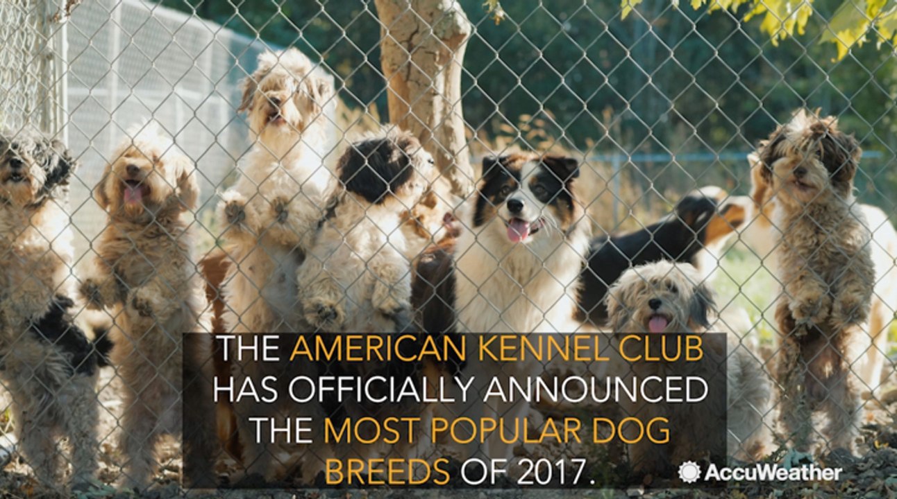 Check out the top 5 dog breeds of 2017