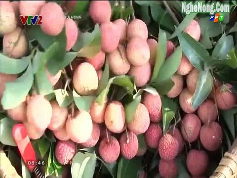 Bạn của Nhà nông ngày 20/7/2015: trồng sau Rasa; Chăm sóc cây cam giai đoạn quả nhỏ