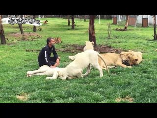 Download Video: Leoparın Şerefsizliğini Engelleyen Delikanlılığın Kitabını Yazmış Kaplan Reis