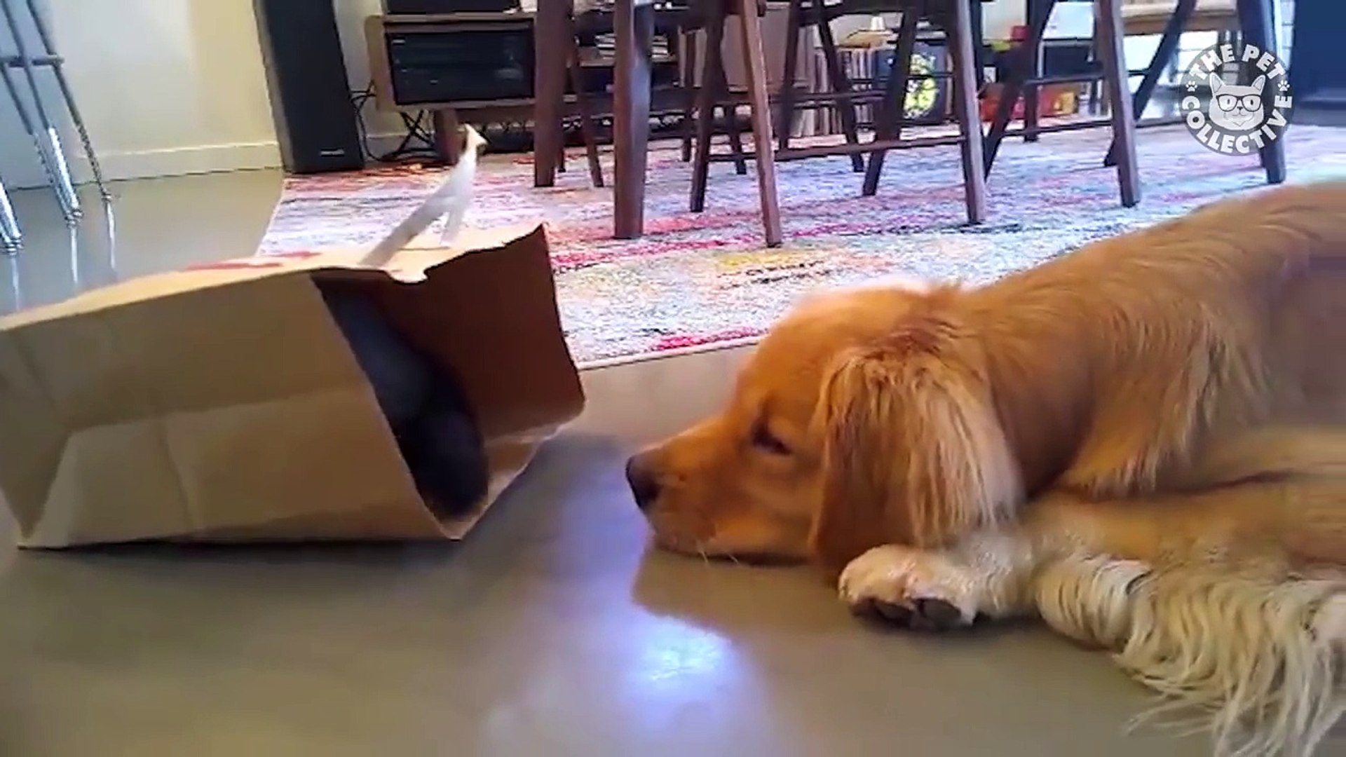 ⁣14 Funny Pets - Awesome Pet Videos Compilation 2018