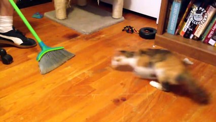 31 Cute Cats - Funny Cat Video Compilation 2018