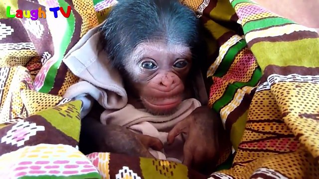 The Monkeys - A Funny And Cute Monkeys Videos Compilation Laugh TV