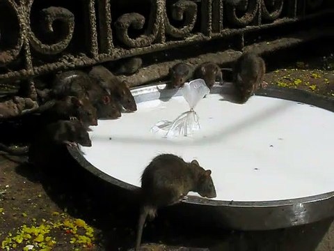 India - Rajasthan - Bikaner - Karni Mata - Temple of rats
