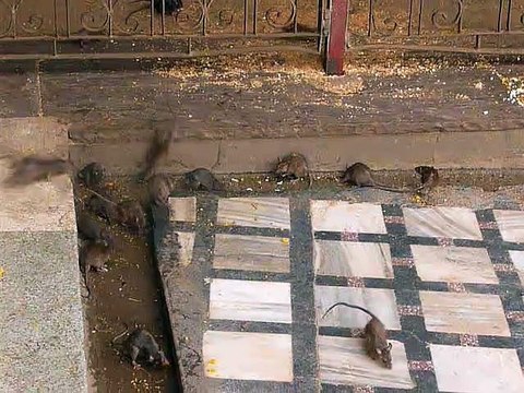 करणी माता मंदिर, देशनोक (Karni Mata Temple , Deshnok)