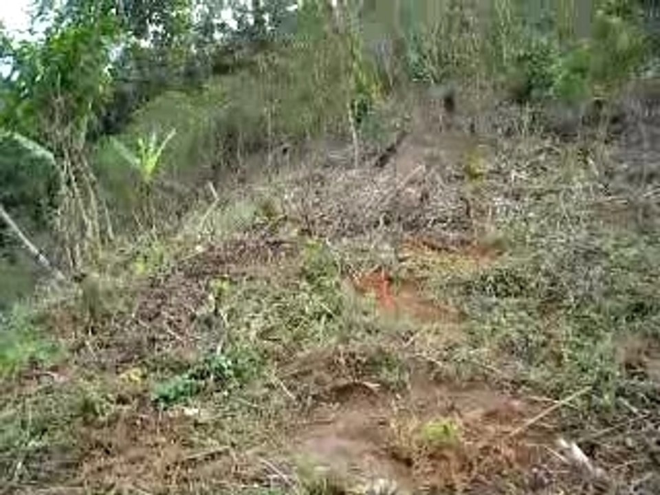 Le site de reboisement à Vohimana