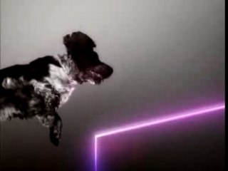 Dogs And Laser Beams.