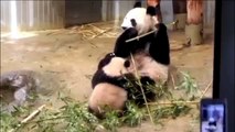ママとの触れ合いまとめ❤️シャンシャン (๑˃̵ᴗ˂̵)【パンダ】giant panda