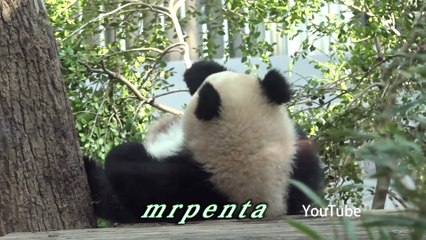 今日のシャンシャン へそ天　３月２９日　上野動物園　香香　パンダ