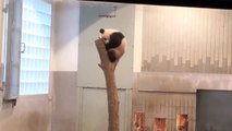 再)シャンシャン木の上シリーズ(๑˃̵ᴗ˂̵)室内✨【パンダ】giant panda