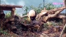 木の上が好きシャンシャン！(๑˃̵ᴗ˂̵)【パンダ】Xiang Xiang giant panda