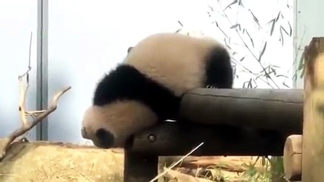 桜よりも...(๑˃̵ᴗ˂̵)シャンシャン！【パンダ】giant panda Xiang Xiang